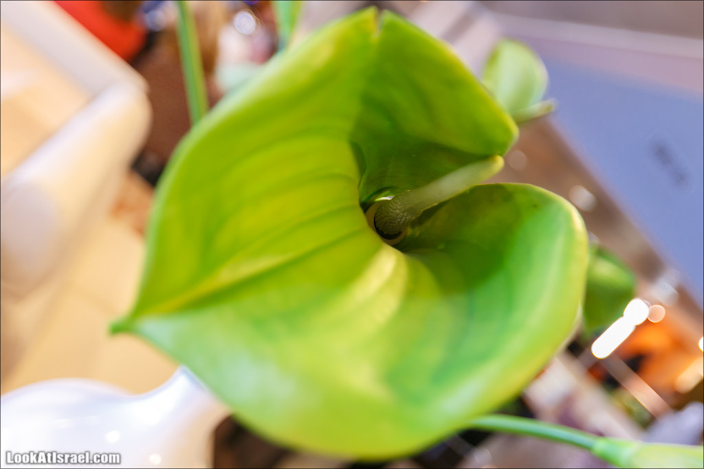 LookAtIsrael.com - Фото путешествия по Израилю | Отель Римоним Палм Бич в Како | Acre, Rimonim Palm Beach Hotel