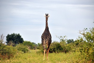 An adult male giraffe.