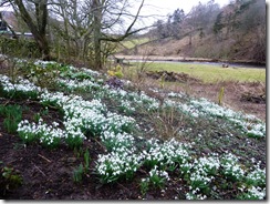 drm c snowdrops by Tweed