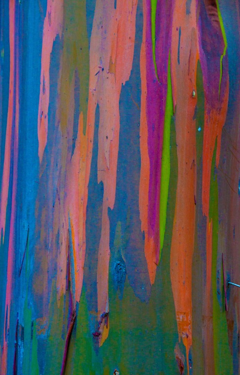 [EUCALYPTUS%2520DEGLUPTA%255B3%255D.jpg]