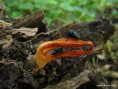 Pseudocolus fusiformis with 2 flies