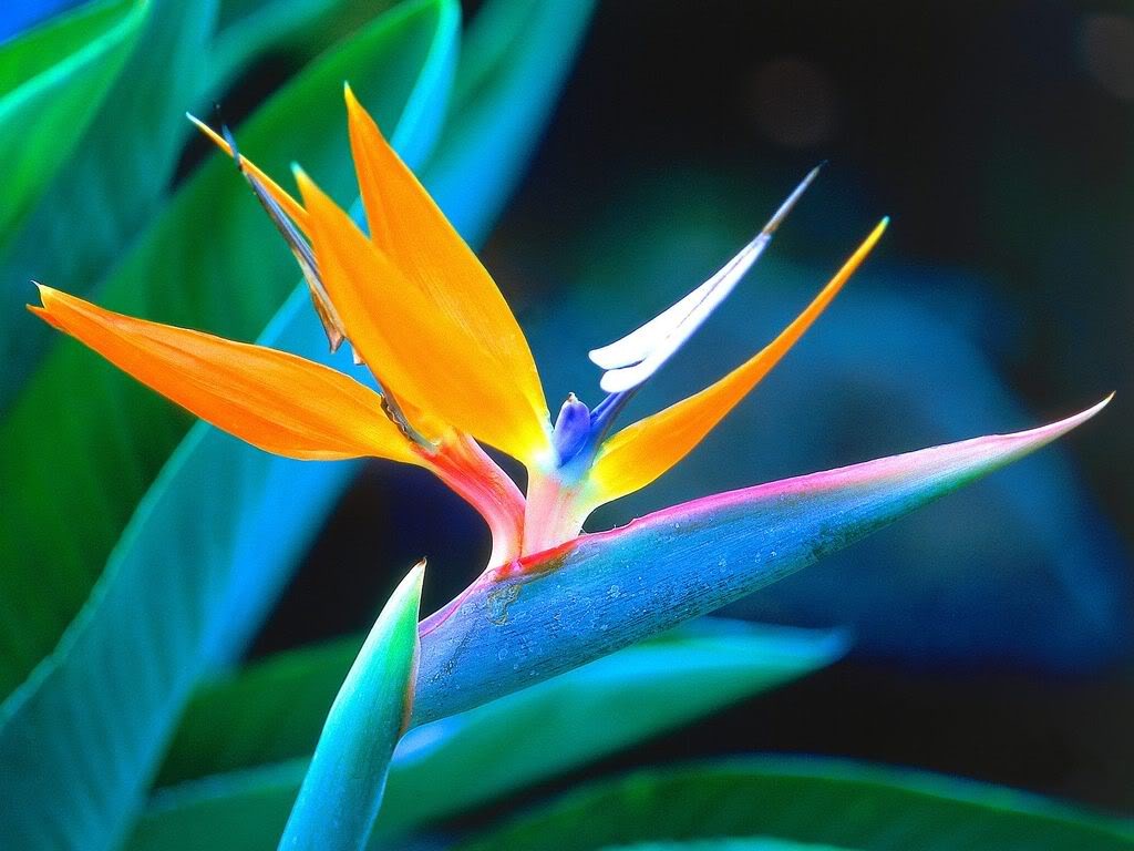[bird-of-paradise-flower-1%255B7%255D.jpg]