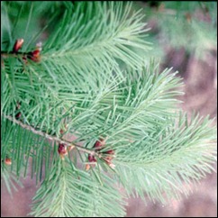 Douglas Fir