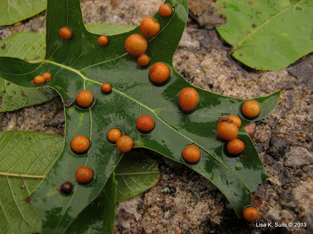 [many%2520galls%2520on%2520oak%255B3%255D.jpg]