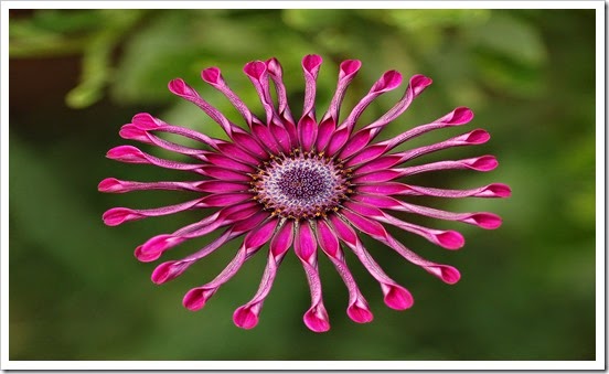 Osteospermum_Flower_Power_Spider_Purple_2134px