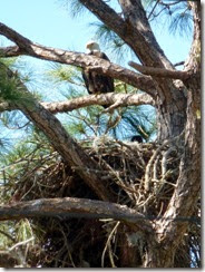 Bald Eagle nest in Cedar Key