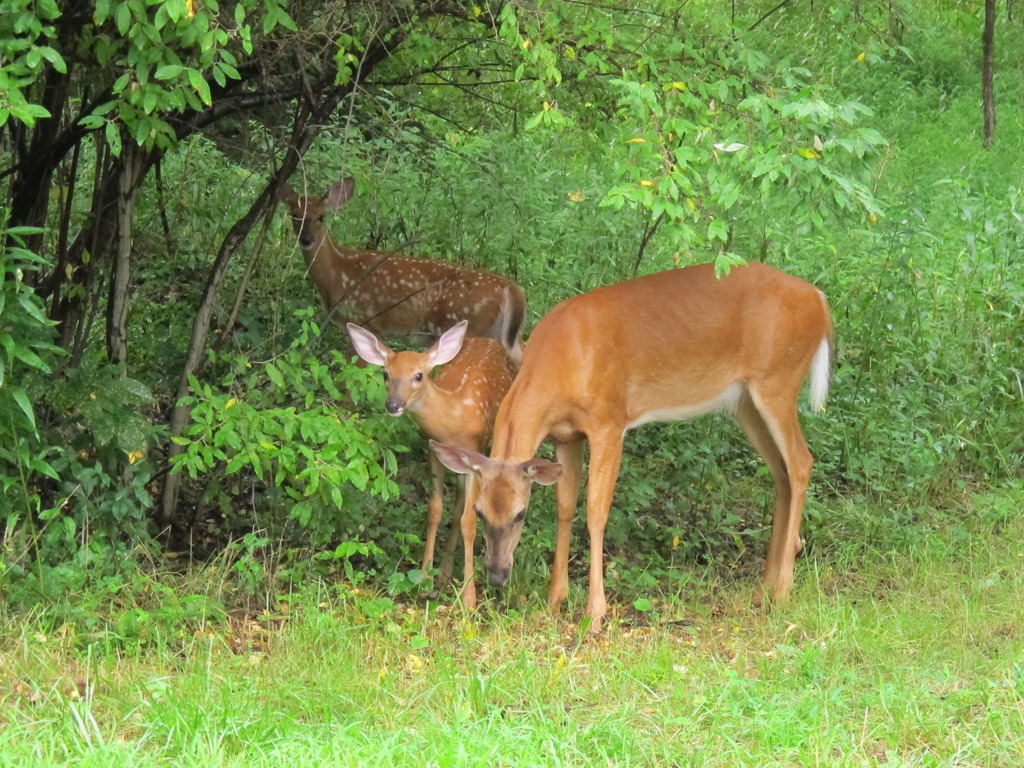 [TWO%2520FAWNS%2520AND%2520DOE%255B4%255D.jpg]