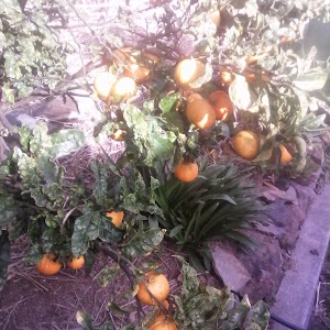 de sinaasappel draagt weer