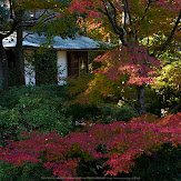 依水園,紅葉(PK3_0765,F7.1,31mm,K-3)2014yaotomi_.jpg