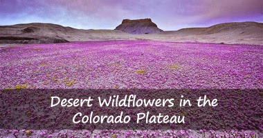 desert-wildflowers
