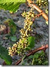 IMG_2084 IMG_2084
