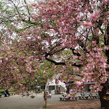 Shinjuku Gyoen cherry blossoms in Shinjuku, Japan 