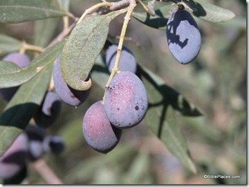 Olives closeup, tb112103241