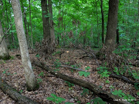 Laetiporus view from trail