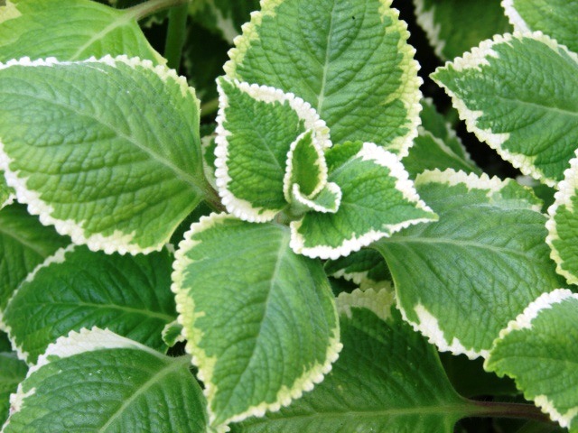 [Plectranthusamboinicus3.jpg]