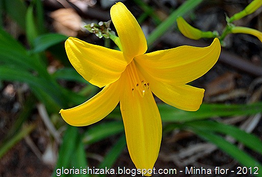 Glória Ishizaka - minhas flores - 2012 - 7