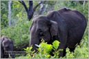 _P6A1741_wild_elephants_mudumalai_bandipur_sanctuary 