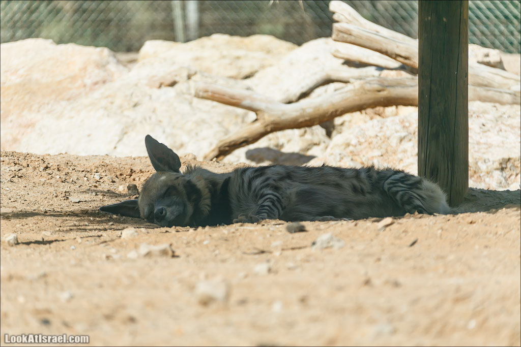 LookAtIsrael.com - Заповедник библейских животных Хай Бар | Hai Bar reserve | חי בר