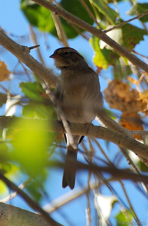 10. juv sparrow-kab