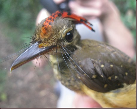 Amazing Animal Pictures Amazonian Royal Flycatcher (8)