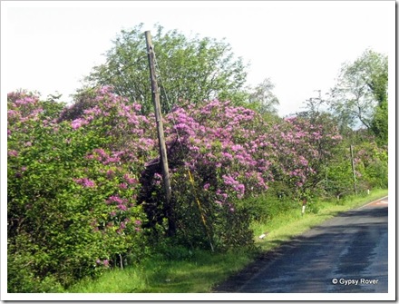 Seemingly wild  lilac Rhododendrons have lined the roads through the Lake District and Scotland