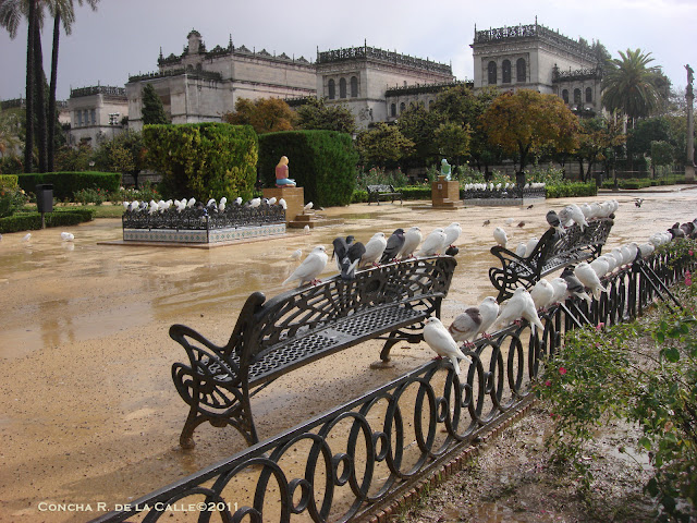 Parque de María Luisa - Plaza de America - Novbre 2011 (1 (46).JPG