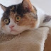 Cute cats feel confused - Funny cat compilation