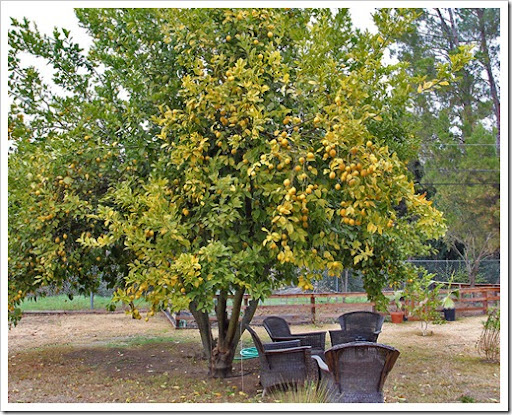 Lemon Tree Size Mardan Armanmarine Co Lemon Tree Size Succulentore Citrus Trees Around Town
