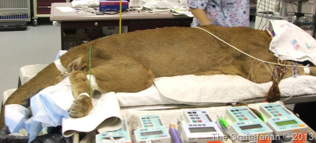 resized large cougar