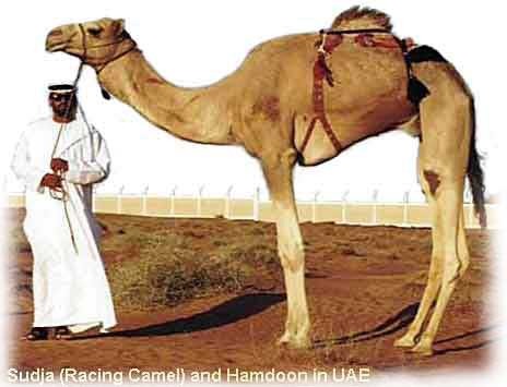 [camel%255B4%255D.jpg]