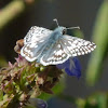 Checkered-Skipper