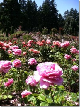 rose garden july