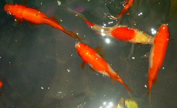[goldfish%25203a%255B7%255D.jpg]