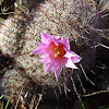 Fishhook Pincushion Cactus