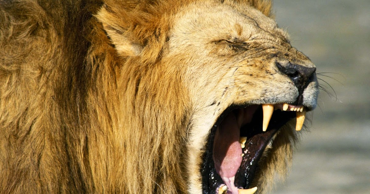 La Verità è Come Un Leone