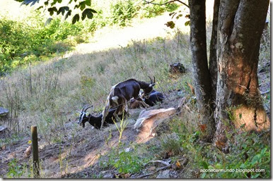 17-Todnau. Cabras en la Selva Negra - DSC_0307