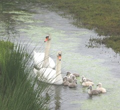 swans 5.2012 1