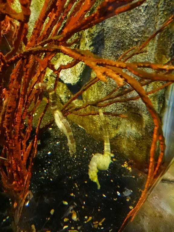 [2015.04.05-041%2520hippocampes%255B8%255D.jpg]