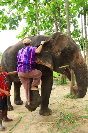 Imagini Thailanda: Dragos urcand pe elefant, Patara, Thailanda