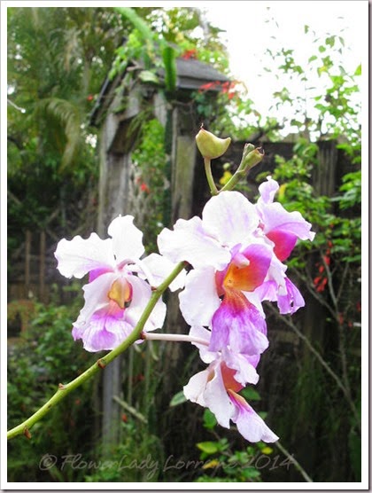 04-08-orchids3