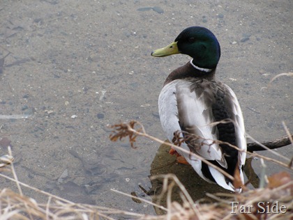 A Mallard Duck April 01 2011