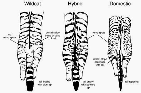 Scottish wildcat domestic difference 2