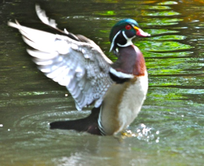 DSC_0447.jpg DSC 0447