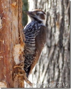Madera Canyon Stricklands Woodpecker