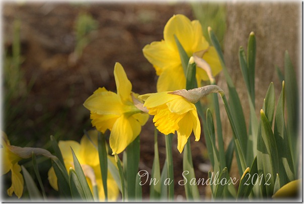 yellow daffs for the web