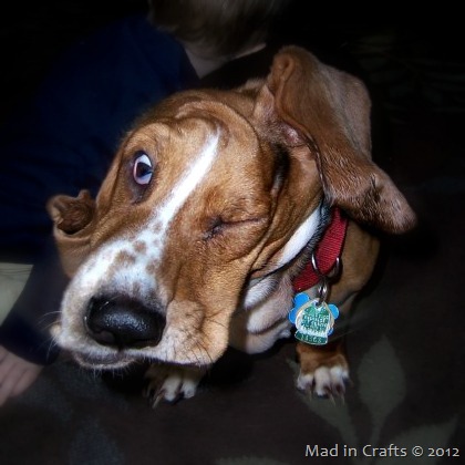[picasso-basset2.jpg]