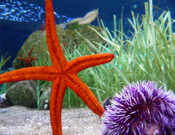 starfish 1