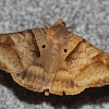 Mocis moth