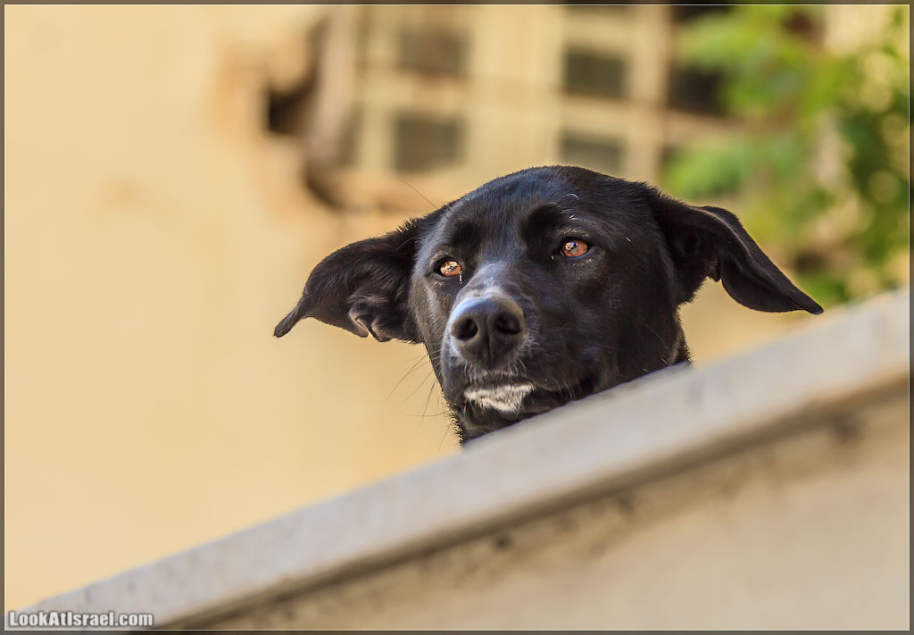 LookAtIsrael.com - Фото путешествия по Израилю | Портреты собак Тель Авива