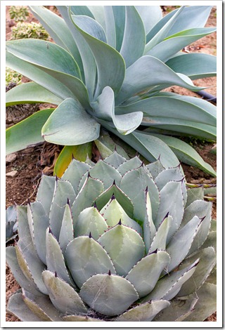 120929_SucculentGardens_Agave-attenuata-Boutin-Blue- -Agave-parryi_02